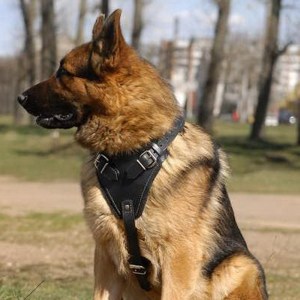 Шлейка из черной кожи для немецкой овчарки «Working Dog»